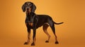 Black and Tan Coonhound