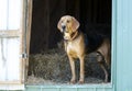 Black and Tan Coonhound hound dog in hay barn