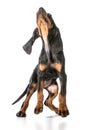 Black and tan coonhound