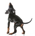 Black and tan coonhound