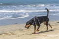 Black and tan coonhound