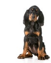 Black and tan coonhound