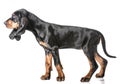 Black and tan coonhound