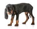 Black and tan coonhound