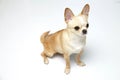 Black and tan cream long coated Chihuahua over white background