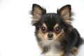 Black and tan cream long coated Chihuahua over white background