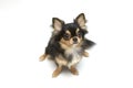 Black and tan cream long coated Chihuahua over white background