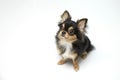 Black and tan cream long coated Chihuahua over white background