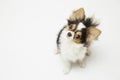 Black and tan cream long coated Chihuahua over white background