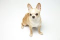 Black and tan cream long coated Chihuahua over white background