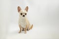 Black and tan cream long coated Chihuahua over white background