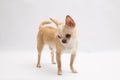 Black and tan cream long coated Chihuahua over white background