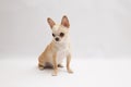 Black and tan cream long coated Chihuahua over white background