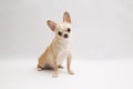 Black and tan cream long coated Chihuahua over white background