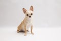 Black and tan cream long coated Chihuahua over white background