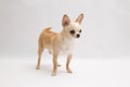 Black and tan cream long coated Chihuahua over white background