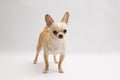 Black and tan cream long coated Chihuahua over white background