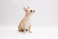 Black and tan cream long coated Chihuahua over white background