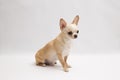 Black and tan cream long coated Chihuahua over white background