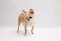 Black and tan cream long coated Chihuahua over white background