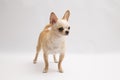 Black and tan cream long coated Chihuahua over white background