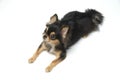 Black and tan cream long coated Chihuahua over white background