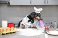 Black and tan dachshund baker wearing white chef hat and robe in the kitchen, in cooking process. Holds dough roll in the mouth, i