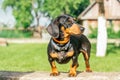 Black and tan dachshund dog in collar stands on green grass background Royalty Free Stock Photo