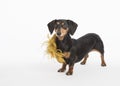 Black and tan dachshund with a feathery collar poses on white background in the studio with room for text