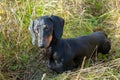 Black and tan dachshund on field