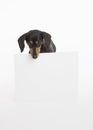 Black and tan dachshund looks down at a blank white sign