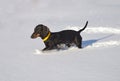 Black and tan dachshund walking on deep snow