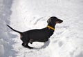 Black and tan dachshund walking on deep snow