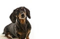 Black and Tan Dapple Dachshund with White Background Royalty Free Stock Photo