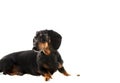 Black and Tan Dapple Dachshund with White Background Royalty Free Stock Photo