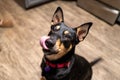 A black and tan dog with big ears licking her own nose with her tongue out