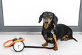 Black and tan dog breed dachshund sit at the door with a leash and alarm clock, cute small muzzle look at his owner and wait for a Royalty Free Stock Photo