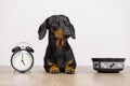 Black and tan dog breed dachshund sit at the floor with a bowl and alarm clock, cute small muzzle look at his owner and wait for f Royalty Free Stock Photo