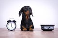 Black and tan dog breed dachshund sit at the floor with a bowl and alarm clock, cute small muzzle look at his owner and wait for f Royalty Free Stock Photo