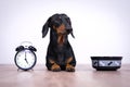 Black and tan dog breed dachshund sit at the floor with a bowl and alarm clock, cute small muzzle look at his owner and wait for f