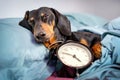 Black and tan dog breed dachshund sleep in bed with alarm clock. Live with schedule, time to wake up