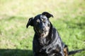 Black and tan dog with head tilted to left and looking puzzled