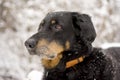 Black and tan dog outdoors in snow