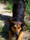 A black and tan dog tethered by a chain, eyes alert, in a grassy outdoor setting. The image evokes a sense of restriction yet