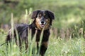 Aussie Setter mix dog, Pet rescue adoption photography Royalty Free Stock Photo