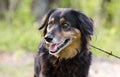 Aussie Setter mix dog, Pet rescue adoption photography Royalty Free Stock Photo