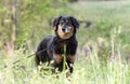 Aussie Setter mix dog, Pet rescue adoption photography Royalty Free Stock Photo