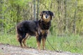 Aussie Setter mix dog, Pet rescue adoption photography Royalty Free Stock Photo