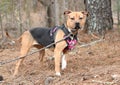 Black and tan female pitbull terrier dog with pink harness and leash