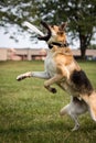 German shepherd dog park playing Frisbee jumping catching